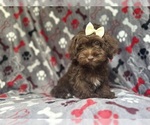 Small #1 ShihPoo