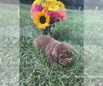 Small #2 Labrador Retriever