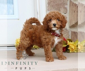 Goldendoodle (Miniature) Puppy for sale in GORDONVILLE, PA, USA