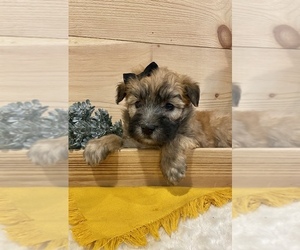 Soft Coated Wheaten Terrier Puppy for sale in DOSS, MO, USA