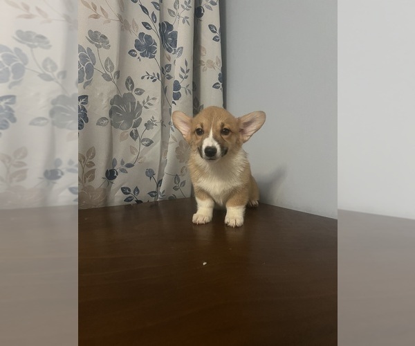 Medium Photo #56 Pembroke Welsh Corgi Puppy For Sale in DURHAM, CT, USA
