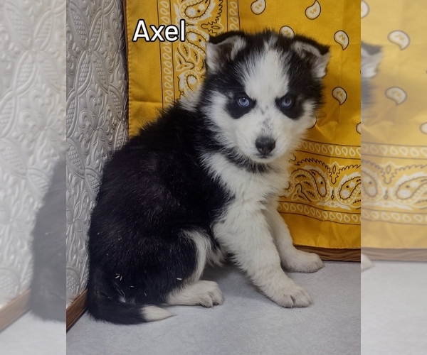 Medium Photo #1 Siberian Husky Puppy For Sale in MOUNT AYR, IA, USA