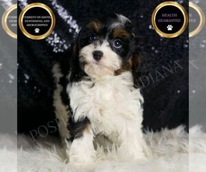Cavapoo Puppy for sale in WARSAW, IN, USA