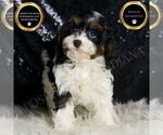 Small Cavapoo