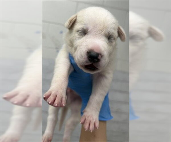 Medium Photo #2 Mutt Puppy For Sale in San Bernardino, CA, USA