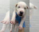 Small #1 Mutt