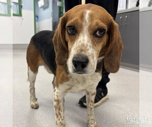 Beagle-Unknown Mix Dogs for adoption in Washington, DC, USA