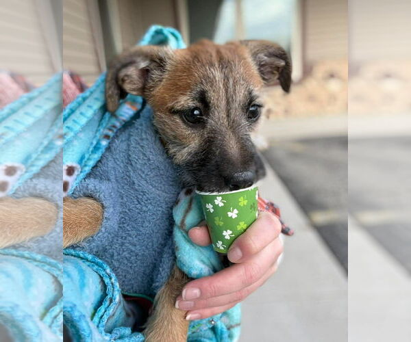 Medium Photo #6 Rat-Cha Puppy For Sale in Grafton, WI, USA