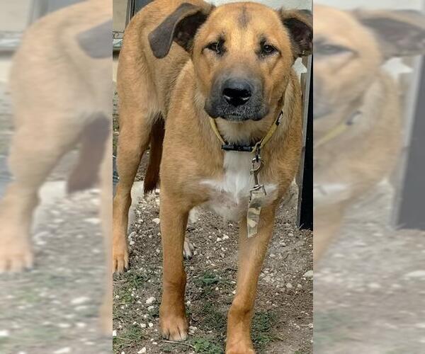 Medium Photo #1 Black Mouth Cur-Unknown Mix Puppy For Sale in San Antonio, TX, USA