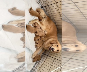 Golden Retriever Dogs for adoption in APACHE JCT, AZ, USA