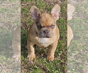 French Bulldog Puppy for sale in COLUMBIA, SC, USA