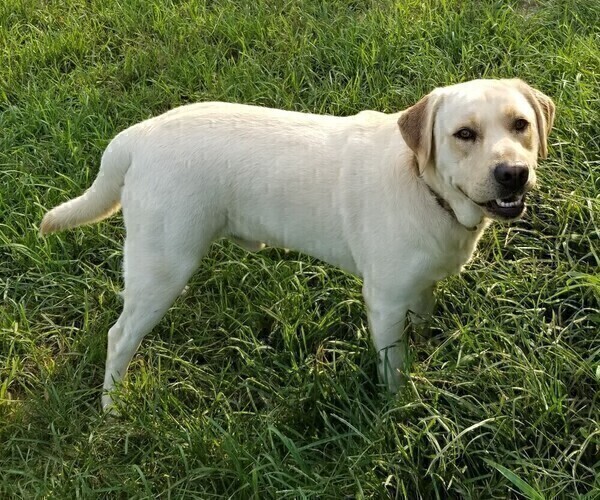 Medium Photo #1 Labrador Retriever Puppy For Sale in ABERDEEN, MD, USA