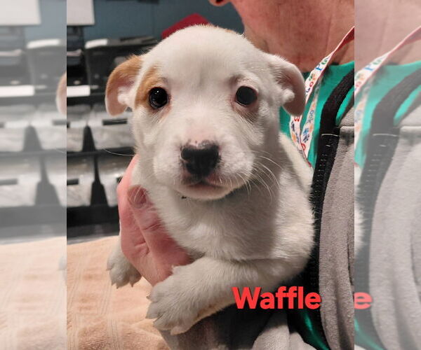 Medium Photo #1 Mutt Puppy For Sale in South Bend, IN, USA