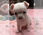 Tofu - Female Chihuahua Puppy for Sale - Small photo