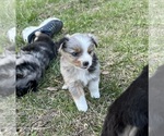 Small Photo #39 Miniature Australian Shepherd Puppy For Sale in SIGNAL MOUNTAIN, TN, USA