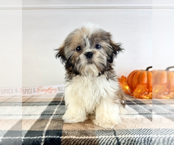Medium Photo #5 Shih Tzu Puppy For Sale in GREENFIELD, IN, USA