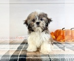 Small #4 Shih Tzu