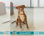 Small #1 Bulldog Mix
