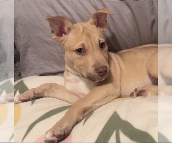 Medium Photo #4 Siberian Husky-Unknown Mix Puppy For Sale in Fargo, ND, USA