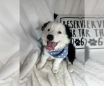 Small #3 Australian Shepherd
