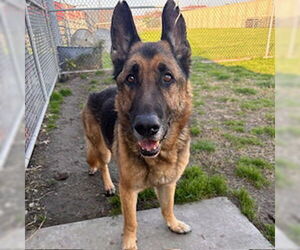 German Shepherd Dog Dogs for adoption in Modesto, CA, USA