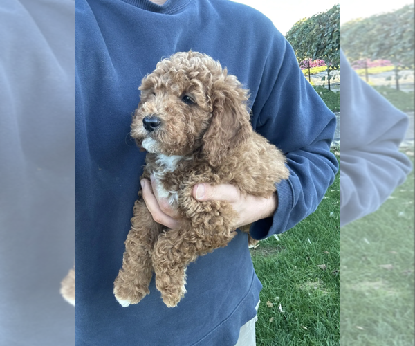 Medium Photo #4 Goldendoodle (Miniature) Puppy For Sale in MILWAUKEE, WI, USA