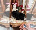 Small Photo #11 Shih Tzu Puppy For Sale in BRIDGETON, NJ, USA