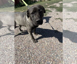 Mastiff-Unknown Mix Dogs for adoption in Polson, MT, USA