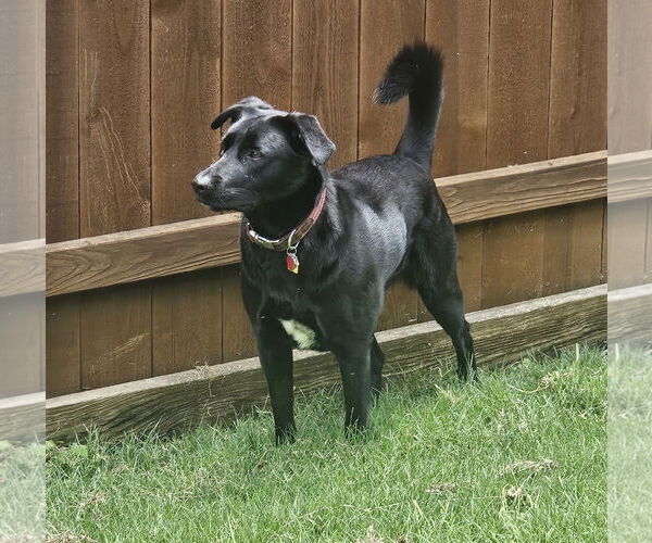 Medium Photo #9 Collie-Labrador Retriever Mix Puppy For Sale in McKinney, TX, USA