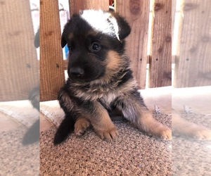 German Shepherd Dog Puppy for sale in HESPERIA, CA, USA