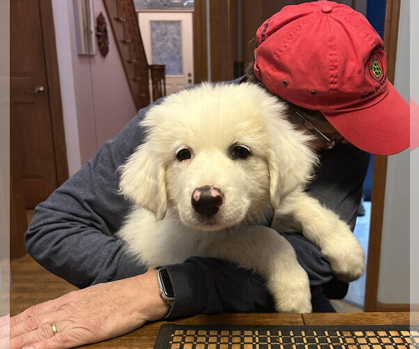 Medium Photo #1 Great Pyrenees Puppy For Sale in Wheaton, IL, USA