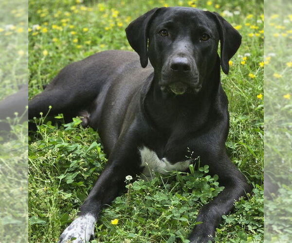 Medium Photo #2 Unknown-Weimaraner Mix Puppy For Sale in Germanton, TN, USA