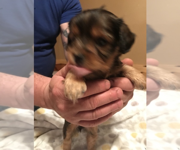 Medium Photo #4 Cavalier King Charles Spaniel-Scorkie Mix Puppy For Sale in ITHACA, NY, USA