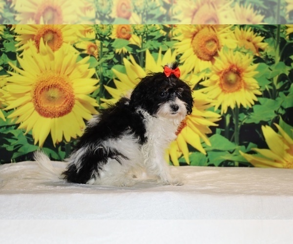 Medium Photo #29 Goldendoodle (Miniature) Puppy For Sale in DYERSBURG, TN, USA