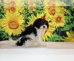 Bubbles - Female Goldendoodle (Miniature) Puppy for Sale - Photo #29