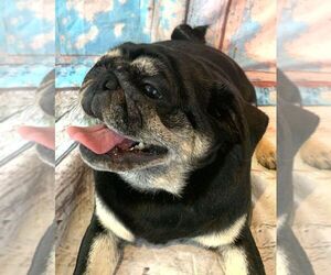 Pug Puppy for sale in Abilene, KS, USA