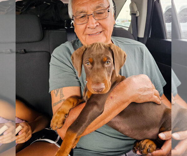 Medium Photo #6 Doberman Pinscher Puppy For Sale in FORT LAUDERDALE, FL, USA