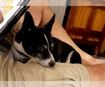 Small #3 Rat Terrier