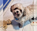 Small #3 Lhasa Apso