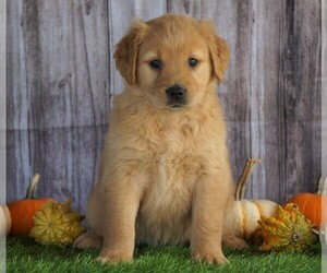 Golden Retriever Puppy for sale in FREDERICKSBG, OH, USA