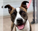 Small #16 Boxer Mix