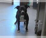 Small American Pit Bull Terrier