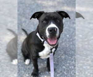 American Pit Bull Terrier-Unknown Mix Dogs for adoption in Millersville, MD, USA