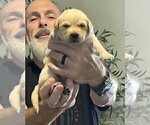 Small Photo #64 Labrador Retriever Puppy For Sale in HIGH POINT, NC, USA