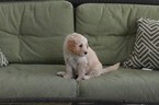 Small Photo #4 Goldendoodle Puppy For Sale in DOWLING PARK, FL, USA