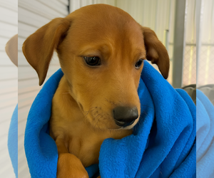 Golden Labrador Dogs for adoption in Mt. Laurel, NJ, USA