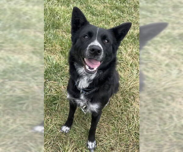 Medium Photo #1 Border Collie Puppy For Sale in Highland, IL, USA