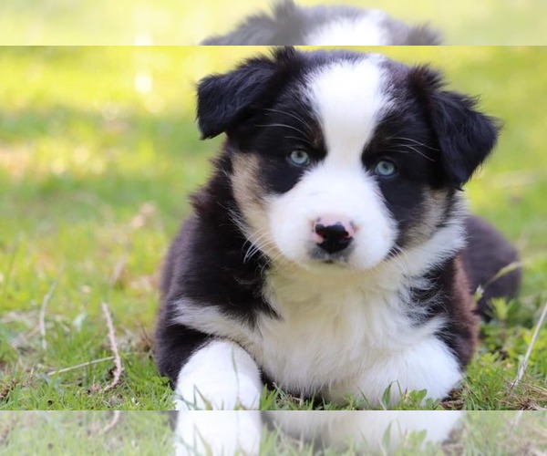 Medium Photo #2 Australian Shepherd Puppy For Sale in CHEHALIS, WA, USA
