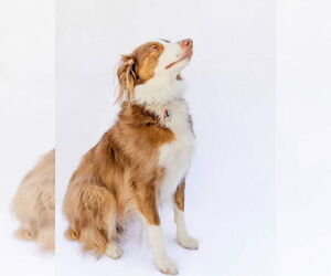 Misio - Male Australian Shepherd-Unknown Mix Dog for Adoption - Photo #2