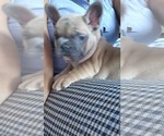 Small Photo #8 French Bulldog Puppy For Sale in WEST PALM BEACH, FL, USA